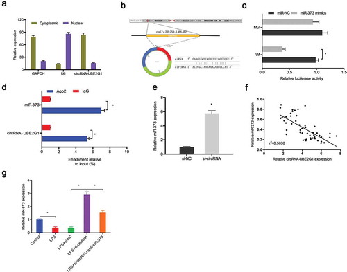 Figure 5. Interaction between circRNA-UBE2G1 and miR‑373. (a) circRNA-UBE2G1 was mostly distributed in the cytoplasm of C28/I2 cells; (b) The predicting binding site of circRNA-UBE2G1 and miR‑373; (c) MiR‑373 mimics reduced the luciferase activity of the circRNA-Wt group; (d) RIP assay showed circRNA-UBE2G1 and miR‑373 was preferentially enriched in the Ago2 pellet; (e) si-circRNA increased miR‑373 expression in C28/I2 cells; (f) CircRNA-UBE2G1 expression was negatively associated with miR‑373 expression in OA tissues; (g) Si-circRNA increased miR‑373 expression in LPS‐treated C28/I2 cells. * P < 0.05.