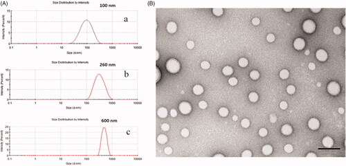 Figure 1. The particle size distribution (A) of about 100 nm diameters (represented small particle size) by nanoprecipitation method (a); of about 260 nm diameters (represented medium particle size) by an emulsification/solvent evaporation approach (b); of about 600 nm diameters (represented large particle size) by an emulsification/solvent evaporation approach (c); and TEM morphology (B) of PLGA nanoparticles.