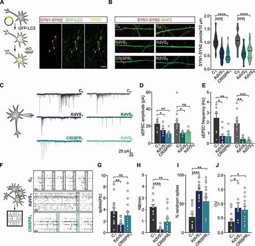 Figure 4. Synaptic phenotype in KdVS patient derived iNeurons. (A) Schematic presentation of the protocol to colocalize LC3 and SYN1-SYN2. Image of a dendrite of a control iNeuron at DIV21 after overnight incubation without B27 and treated with 200 nM BAF for 10 min before fixation. Scale bar: 10 µm. (B) Representative images showing dendrites stained for MAP2 and SYN1-SYN2 and SYN1-SYN2 puncta quantification at DIV21 for all lines. n = 60 for C1; n = 57 for KdVS1; n = 24 for CRISPR1; n = 15 for C2; n = 20 KdVS2; n = 34 for KdVS3. Scale bar: 20 µm. One-way ANOVA and Sidak’s multiple comparison test were used to test for statistically significant differences. (C) Representative voltage clamp recordings at Vh = −60 mV showing sEPSCs at DIV21. (D) sEPSC amplitude and (E) frequency quantification. n = 9 for C1; n = 11 for KdVS1; n = 10 for CRISPR1; n = 15 for C2; n = 8 for KdVS2 and KdVS3 (obtained in two independent experiments). (F) Schematic representation for neuronal network measurements on MEAs (3 min of recording). Representative raster plots for C1, KdVS1 and CRISPR1 derived networks that were plated at similar high densities, measured at DIV 30. (G) Quantification of the mean firing rate and (H) network burst rate, (I) percentage of random spikes, and (J) coefficient of variation (CV) calculated on the inter network burst interval. n = 15 for C1; n = 18 for KdVS1; n = 16 for CRISPR1. If not stated differently, data presented in this figure were obtained in at least 3 independent experiments and statistically significant differences were tested through Kruskal-Wallis and Dunn’s multiple comparison test. *P < 0.05, **P < 0.01, ***P < 0.005, ****P < 0.0001.