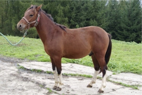 Figure 11. Examples of crypto-tobiano pattern in Hucul horses (Photo: M. Pasternak).