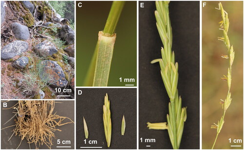 Figure 1. The species reference image for E. alashanicus. Morphological characteristics of whole plant (A), root (B), ligule (C), glumes (D), spikelet (E), and inflorescence (F) of E. alashanicus (photos taken by author Feng Jin in Helan Mountain, Inner Mongolia, China).