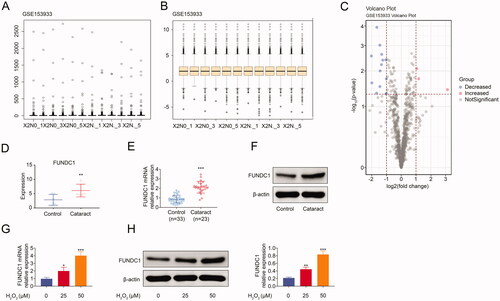 Figure 1. FUNDC1 was high expression in cataract specimens. (A–C) Screening of DEGs associated with contract from GSE153933. (D) The mRNA expression of FUNDC1 in cataract was analyzed by bioinformatics from GSE153633. (E and F) The expression of FUNDC1 in cataract was measured by RT-qPCR (E) and western blotting (F). (G and H) SRA01/04(HLE) cells were treated with or without H2O2 treatment for 24 h, and then the expression of FUNDC1 was determined by RT-qPCR (G) and western blotting (H). Error bars represent data from three independent experiments (mean ± SD). *p<.05, **p<.01, ***p<.001.