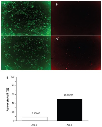 Figure 2 Double staining of neurons and astrocytes. (A) Neurons in the +Ara-C group. (B) Astrocytes in the +Ara-C group. (C) Neurons in the −Ara-C group. (D) Astrocytes in the −Ara-C group. (E) Histogram showing the ratio of astrocyte to cell numbers.Abbreviation: Ara-C, cytosine arabinoside.