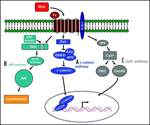 Fig 1 Three Wnt signaling pathways (modified from Huelsken and Behrens, 2002). (A) The Wnt/β-catenin pathway. Wnt signal is transduced through the frizzled receptor (Fz) via dishevelled (Dsh), which represses the axin/glycogen synthase kinase-3β (GSK3β) complex, which induces the degradation of β-catenin. Accumulated Cytoplasmic β-catenin is translocated to the nucleus where it binds with Tcf/Lef, thus activating the transcription of its target gene. (B) The planar cell polarity (PCP) pathway activated in response to Wnt signaling signals via the small GTPases Rho and Cdc42 to c-Jun N-terminal kinase (JNK), acting primarily on the cytoskeleton (C) An alternative pathway stimulates the release of intracellular Ca2+, activating protein kinase C (PKC) and Ca2+/calmodulin-dependent kinase II (CamKII).
