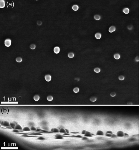 Figure S2. Top (a) and side (b) view, SEM images of a PDMS replica of the black cicada (Gudanga sp.).