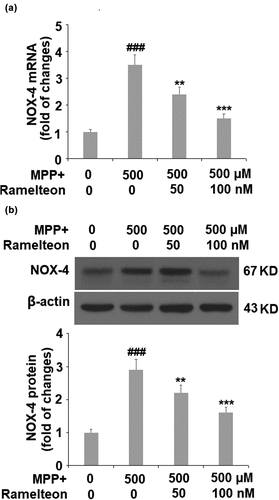 Figure 3. Ramelteon reduced MPP+-caused upregulation of NOX-4. (a). mRNA of NOX-4; (b). Protein level of NOX-4 (###, P < 0.005 vs. vehicle; **, ***, P < 0.01, 0.005 vs. MPP+, N = 5)