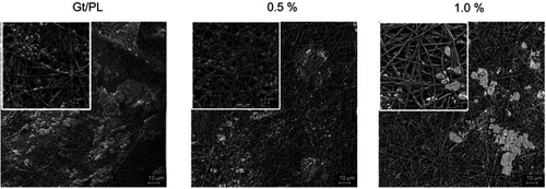 Figure 3 Cell adhesion and living condition on Gt/PCL/graphene membranes. Images of NRVCMs cells cultured on different GT/PCL/graphene scaffolds were captured by SEM at day 5. Scale bars for the images and the insets are 10 and 2 µm, respectively. 0.5% and 1.0% means different mass fractions of disordered Gt/PCL membranes loaded with graphene.Abbreviations: NRVCMs, neonatal rat ventricular cardiomyocytes; SEM, scanning electron microscope; Gt/PCL, gelatin/polycaprolactone.