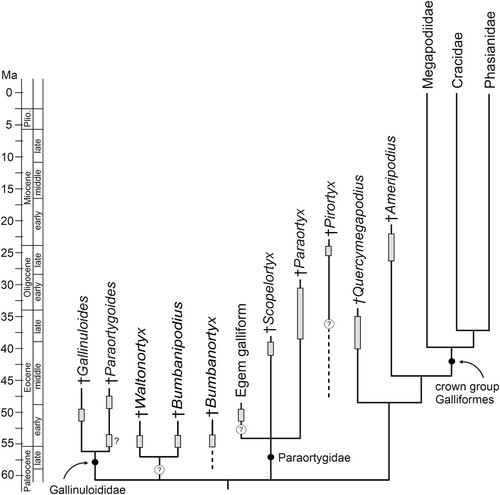 FIGURE 6. Temporal occurrences of early Paleogene stem group galliforms (gray bars) and our preferred tentative hypothesis on their interrelationships.