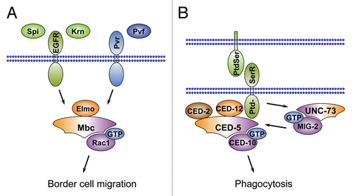 Figure 7 Role of DHR2/CZH family RhoGEFs in Drosophila border cell migration and phagocytosis in C. elegans. (A) The EGF-receptor ligands Spitz (Spi) and Keren (Krn) and the Pvr-receptor ligand Pvf act redundantly to activate the DHR2/CZH family GEF Mbc that signals through Rac1 to control border cell migration in the Drosophila ovaries. The early phase of border cell migration requires interaction of Mbc with its binding partner Elmo. (B) The Mbc/Elmo/Rac1 signaling cassette is conserved in C. elegans, where the orthologs CED-5, CED-12 and CED-10 regulate phagocytosis of apoptotic cells in addition to their function in cell migration. CED-5 is concentrated at specific subcellular sites by the adaptor protein CED-2. During phagocytosis CED-5 is activated the PtdSer receptor that binds to PtdSer on neighboring cells or, alternatively, by the RhoGEF UNC-73 and the GTPase MIG-2.