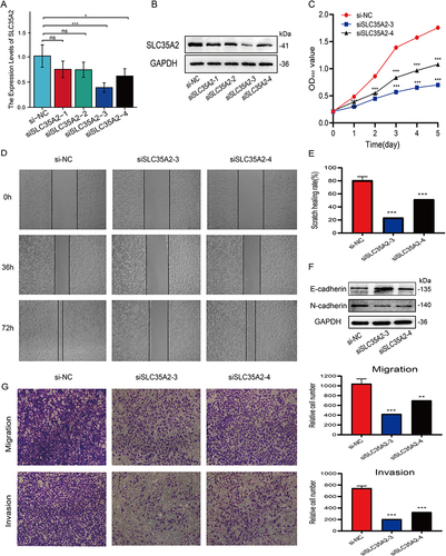 Figure 8 Effect of SLC35A2 knockdown on MCF7 cell proliferation, migration, and epithelial-mesenchymal transition (EMT). (A) RT-qPCR validation of mRNA levels in cells after knockdown of SLC35A2. (B) Western blot validation of protein levels in cells after knockdown of SLC35A2. (C) Proliferation activity of MCF7 cells detected by CCK-8 assay. (D and E) Cell scratch assay to detect the migration ability of MCF7 cells. (F) Western blot detection of the effect of knockdown of SLC35A2 on EMT protein. (G) Cell invasion and migration analysis using Transwell. (*p < 0.05, **p < 0.01, ***p < 0.001).