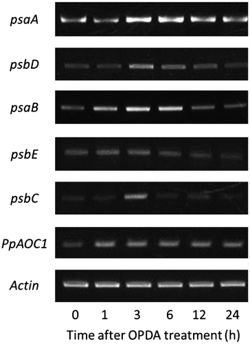 Fig. 3. Semi-quantitative RT-PCR analysis of psaA, psaB, psbC, psbD, psbE, and PpAOC1 in P. patens treated with OPDA.Notes: PCR was performed using cDNA that was prepared from the total RNA of P. patens treated with 10 μM OPDA, and specific primer sets for psaA, psaB, psbC, psbD, psbE, and PpAOC1. The gels were visualized via ethidium bromide staining.