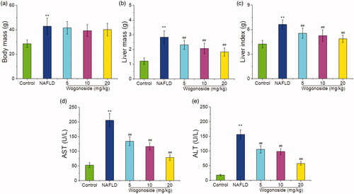 Figure 2. Effects of wogonoside on the body mass (a), liver mass (b), liver index (c) and the serum AST (d) and ALT (e) activities in NAFLD mice. Values are expressed as mean ± SD, n= 10. Compared with the control group: **p< 0.01; Compared with NAFLD group: ##p< 0.01.