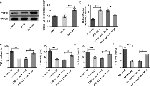 Figure 5. Lrg1 silencing attenuates LPS-induced inflammation of HT22 cells through inhibition of TGFβ1/SMAD signaling pathway. (a) Western blot was to analyze the overexpression efficiency of Lrg1. (b) CCK-8 assay was to evaluate cell viability. ELISA analysis was to examine the levels of inflammatory factors (c) TNF-α, (d) IL-6, (e) IL-1β and (f) IL-18. **P<0.01, ***P<0.001.