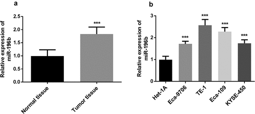 Figure 1. miR-196b expression was measured in ESCC tissue and cells. A. miR-196b expression was increased in ESCC tissue samples compared to adjacent normal tissue specimens. the analysis was carried out using paired students’ t-test by graphpad prism software. B. miR-196b expression was raised in four ESCC cell lines than normal esophageal epithelial cell Het-1A. the data were analyzed using one-way ANOVA by graphpad prism software. ***P < 0.001