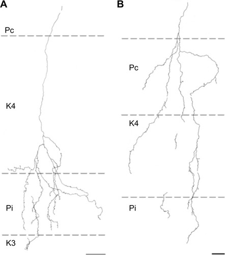 Figure 6 Reconstructions showing corticogeniculate axon branching patterns in the P layers.
