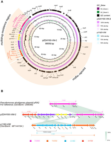 Figure 2 Genomic analyses of plasmid pZDHY95-VIM-2. (A) The comparative plasmid circular map of pZDHY95-VIM-2 and p1160-VIM, generated using BLAST Ring Image Generator (BRIG), shows the genes and their locations. (B) Genetic context of blaVIM-2 on pZDHY95-VIM-2. Genes are denoted by arrows. Genes, mobile elements, and other features are colored based on their functional classification.