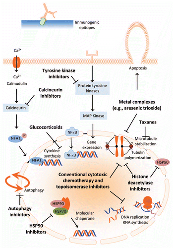 Figure 1 Mammalian targets of cancer chemotherapy agents reported to affect the biology of pathogenic fungi. Arrows represents activation; blocked lines represent inhibition. NFATc, nuclear factor of activated T cells; HSP90, heat shock protein 90; HSP70, heat shock protein 70; P, Phosphate group.