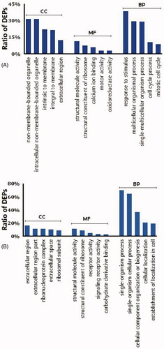 Figure 4. Classification of the top 5 DEPs based on their functional annotation using gene ontology enrichment analysis. (A) LPS-stimulated group and (B) palmatine-treated group. BP: biological process; CC: cellular component; MF: molecular function. Vertical coordinates indicate different functional annotations, and the abscissas indicate the percentage of proteins enriched in the corresponding annotation among all DEPs.