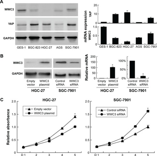 Figure 2 WWC3 inhibits gastric cancer cell proliferation.