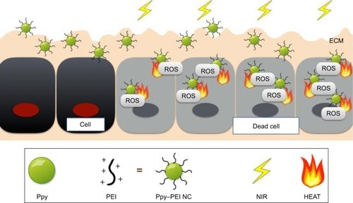 Figure 6 Schematic illustration showing the developed Ppy–PEI NCs bioapplied for lung cancer treatment.Abbreviations: ECM, extracellular matrix; NC, nanocomplex; NIR, near-infrared; PEI, polyethylenimine; Ppy, polypyrrole; ROS, reactive oxygen species.