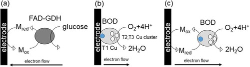 Figure 1. Schematic representation of bioelectrocatalysis (a) mediated electron transfer of FAD-GDH, (b) direct electron transfer to BOD adsorbed on an electrode, (c) mediated electron transfer to BOD.