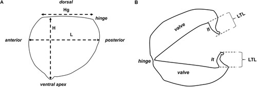 Figure 1. Morphometric measurements of glochidia shells. A, L, length and Hg, hinge length, measured from anterior to posterior; H, height, measured from hinge to ventral apex; B, LTL, larval tooth length, measured from the base of the junction with each valve to the terminal point of each larval tooth (lt); C, Á, angle of obliquity, measured in degrees (°), as the angle between the line that joins the ventral point (a) to the point perpendicular to the hinge (b) and the line that joins the ventral point (a) to the middle of the hinge line (c).