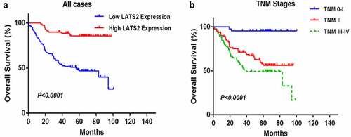 Figure 3. Survival analysis of CRC patients by the Kaplan–Meier method. (a) Overall survival in patients with high LATS2 expression was significantly higher than that in patients with low LATS2 expression. (b) Overall survival in patients with stage II or stage III–IV CRC was significantly lower than that in patients with stage 0–I CRC