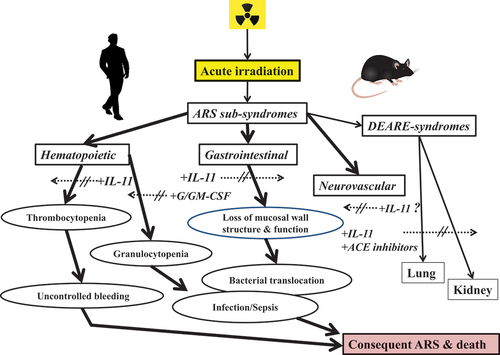 Figure 1. Recombinant IL-11 used either singly or in combination with other recombinants for preventive treatments of ARS and related radiation injuries.