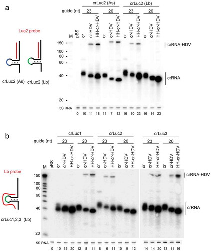 Figure 3. crRNA expression from the crRNA-ribozyme cassettes. HEK293T cells in a 6-well plate were transfected with the same molar amount of indicated crRNA constructs (equivalent to 1 µg cr vector) and a fixed molar amount of their cognate Cpf1 plasmids (equivalent to 2 µg AsCpf1 vector). Total cellular RNA was harvested two days post-transfection and 5 µg was subjected to Northern blotting using the Luc2 probe targeting the crLuc2 guide region (panel A) and the Lb probe targeting Lb crRNA scaffold (panel B). The crRNA and precursor crRNA-HDV transcripts are marked. An RNA size marker (nt) was included. Ethidium bromide staining of 5S RNA is shown at the bottom as loading control. Quantitation of crRNA normalized by 5S RNA is plotted below the blot and the cr signal of crLuc2 (As) was arbitrarily set at 10. The results were produced in two independent experiments that showed similar trends.