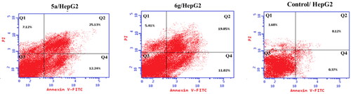 Figure 5. Effect of compounds 5a and 6g on the percentage of Annexin V-FITC-positive staining in HepG-2 cells. The cells were treated with DMSO as a control, 5a and 6g for 24 h. Q1: Necrotic cells, Q2: Late apoptosis, Q3: Live cells, Q4: early apoptosis.