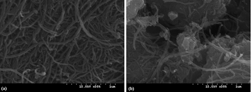Figure 6. Scanning electron microscopy images of MWNT and MWNT–TiO2.