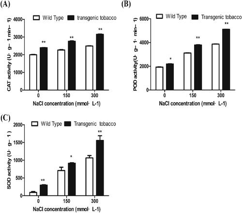 Figure 9. Physiological and biochemical characteristics of T3 generation transgenic tobacco under different NaCl concentrations. POD activity (A); CAT activity (B); SOD activity (C).