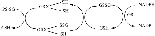 Figure 1.  Mechanism of catalysis of deglutathionylation by GRX. A glutathionylated protein (PS-SG) is restored by the action of RX. GRX operates by a monothiol mechanism in the process of deglutathionylation. The glutathione (GSH) is transferred from the protein to GRX. A GSH molecule restores the normal GRX active site structure with the production of GSSG. The GSSG produced is reduced to GSH by the action of GR which uses NADPH as a cofactor.