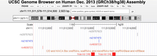 Figure 1 Physical location of three SNPs located on MIR34B or MIR34C gene. A custom UCSC genome track view showing the physical map of three SNPs (rs28757623, rs2187473, and rs4938723) of the MIR34B or MIR34C gene in the human genome (GRCh38/hg38).