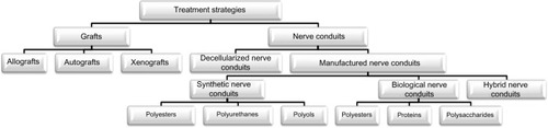 Figure 3 Classification of treatment strategies for nerve injuries.