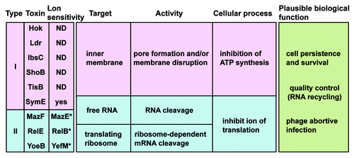 Figure 6. Summary of the type I and II toxins. The targets, types of activity, and cellular processes that are affected by the endogenous toxin expression levels need to be examined in more detail. Asterisk denotes paired antitoxin gene.