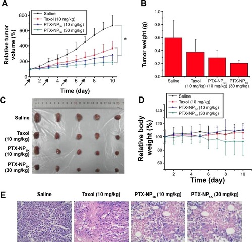 Figure 10 In vivo antitumor efficacy in tumor-bearing Kunming mice treated with Taxol® (10 mg/kg), PTX-NP5K (10 mg/kg), and PTX-NP5K (30 mg/kg) (n=5).Notes: (A) Relative tumor growth ratio (*P,0.05), (B) tumor weight, (C) images of tumor tissues, (D) relative body weight and (E) HE staining assay of the tumor sections.Abbreviations: PTX, paclitaxel; NP, nanoparticles; HE, hematoxylin and eosin.