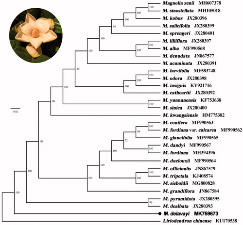 Figure 1. Maximum-likelihood phylogenetic tree for Magnolia delavayi based on 30 complete chloroplast genomes. The number on each node indicates bootstrap support value.