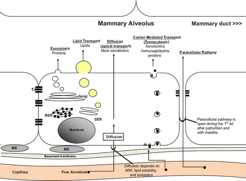 Fig. 1. The mammary alveolar membrane and xenobiotic transfer. ME – myoepithelial cell; RER – rough endoplasmic reticulum; SER – smooth endoplasmic reticulum.