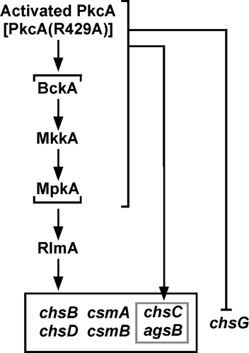 Fig. 6. A model of the signal transduction pathway that regulates the transcription of the cell wall-related genes under the pkcA(R429A)-inducing condition.Notes: The signal transduction pathway suggested in this study is shown in this figure. Involvement of BckA, MkkA, and MpkA in the regulation of cell wall-related genes transcription is not investigated in this study and these genes are shown in parenthesis. Details are described in the text.