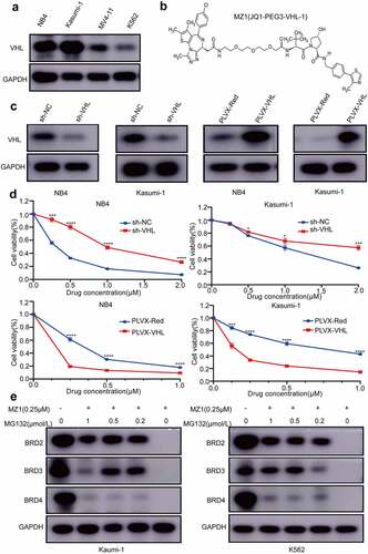 Figure 5. VHL is a powerful helper for MZ1 in AML cell lines; BRD4 protein degradation is dependent on the ubiquitin-proteasome system. (a) Western blot analysis of VHL protein expression in AML cell lines. (b) Schematic illustration of the bifunctional PROTAC molecule (MZ1). (c) sh-VHL or PLVX-VHL lentivirus was transfected into NB4 and Kasumi-1 cells, and the expression level of VHL was detected by Western blot. (d) Comparison of the sensitivity of VHL knockdown or overexpressed NB4 and Kasumi-1 cells. VHL downregulation increased the IC50 of MZ1 in NB4 and Kasumi-1 cells; VHL overexpression decreased the IC50 of MZ1 in NB4 and Kasumi-1 cells. (e) After MZ1 treatment (0.25μΜ) of Kasumi-1 and K562 cells and different concentrations of MG132 for 12 h, Western blot showed that MG132 inhibited BRD2, BRD3 and BRD4 protein degradation in a dose-dependent manner. Each concentration was tested in triplicate and independently performed at least three times. *p < .05, **p < .01, ***p < .001, ****p < .0001.