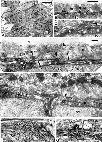 Figure 1. Pre-meiotic stages in Alsophila setosa and in Psilotum nudum: sporogenous cells. A–E. Alsophila setosa: A. Group of sporogenous cells, surrounded by tapetal cells; elongate tapetal cells contain large vacuoles with dark-contrasted precipitations; B. The border between tapetal cell and sporogenous cell; the middle lamella is high contrasted (arrow); all the tapetal organelles are aligned in the parietal layer of the cytoplasm with plasmodesma between tapetal and sporogenous cells (arrowhead); C. Clusters of plasmalemmasomes at the surface of sporogenous cell (asterisks); lipophilic accumulations penetrate from the tapetum to the sporogenous cell through plasmodesma (arrowhead); D. The border between the tapetal cell and the sporogenous cell with distinct middle lamella (arrows), plasma membrane of tapetal cell and plasma membrane of the sporogenous cell; the boundaries of mitochondria and dictyosome in the parietal cytoplasm of the tapetal cell are almost indistinguishable; plasmodesmata between the tapetal cell and the sporogenous cell become occluded (arrowheads); many outgrowths (plasmalemmasomes) of the plasma membrane of the sporogenous cell (asterisks) displaced the middle lamella closer to the tapetal cell; E. Outgrowths of the plasma membrane of the sporogenous cell (asterisk); a lipoid substance penetrating from the tapetal to the sporogenous cell appears in the form of a distinct ordered substructure (arrowhead). F, G. Psilotum nudum (from Gabarayeva, Citation1984a , figure 3; reproduced with permission): F. Clusters of plasmalemmasomes at the surface of a sporogenous cell (asterisk) with ampoule-like dilation of the cisterna of the rough endoplasmic reticulum (arrow); G. The border between sporogenous cells and plasmodesmata; plasmalemmasomes at the surface of the cell (asterisk). Scale bars – 5 μm (A), 500 nm (B, F, G), 200 nm (C–E). Legend to all figures: ce – central element, ch – chromosome, cm – cytoplasm of meiocyte, cp – cup-like plastid, d – dictyosome, er – endoplasmic reticulum, fl – fibrillar layer, ga – Golgi apparatus, is – intercellular space, lg – lipid globule, me – meiocyte, mi – mitochondrion, mvb – multivesicular body, n – nucleus, ne – nucleus envelope, nu – nucleolus, p – plastid, pd – plasmodesma, pe – plastid envelope, pi – invagination of the plastid, pl – plasma membrane of the sporogenous cell, plta – plasma membrane of tapetal cell, rer – rough endoplasmic reticulum, s – young spore, sc – sporogenous cell, sco – synaptonemic complex, smc – spore mother cell, ss – sporangium space, ta – tapetal cell/tapetum, tet – tetrad, ts – tetraspore, v – vacuole, w – spore mother cell wall.