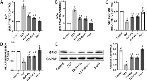 Figure 2. FA inhibits ferroptosis in sepsis-induced ALI. (A) Total iron levels in lung tissues. (B) MDA contents in different experimental groups. (C) GSH levels in lung tissues of different experimental groups. (D) mRNA expression of GPX4 measured with qPCR. (E) GPX4 protein expression was measured by western blotting, and GAPDH served as an internal control. *p < 0.05 (compared to the control group). #p < 0.05 (compared to the CLP group). $p < 0.05 (compared to the CLP + Fer-1 group).