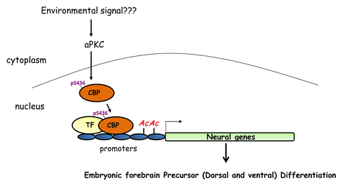 Figure 1. A schematic model describing how CBP promotes embryonic (both dorsal and ventral) forebrain precursor differentiation. S436 phosphorylation in CBP by aPKC recruits CBP to the promoter regions of neural specific genes in both embryonic dorsal and ventral forebrain precursors to enhance histone acetylation and promote precursor differentiation. TF, transcription factor; aPKC, atypical protein kinase C.
