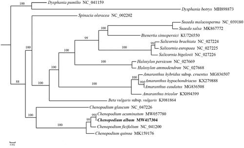 Figure 1. A maximum-likelihood (ML) tree inferred from 66 chloroplast genome genes. Two Dysphania species from Amaranthaceae are used as outgroup. The numbers on branches are bootstrap support values.