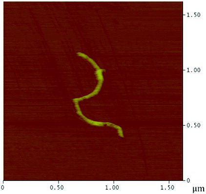 Figure 3. (Colour online) AFM image of a PEI-MWNT showing polymer ‘globules’ on the nanotube.