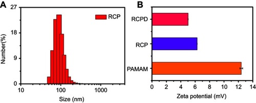 Figure S1 (A) Size distribution of RCP (B) Zeta potential of RCPD, RCP and PAMAM