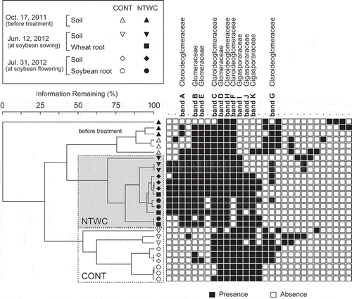 Figure 3. Cluster analysis based on the DGGE profiles of soil and root samples. The Bray–Curtis dissimilarity coefficient calculated from band presence/absence data and the group average method were employed to construct the dendrogram. The rows and columns of heat map represent samples and DGGE bands, respectively. Names of the sequenced bands are indicated on the columns with the closest related family. CONT, control; NTWC, no-till cultivation after winter wheat cover cropping.