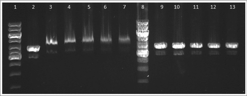 Figure 9. FtHU binds to dsDNA. Gel electrophoresis of FtHU-DNA complex. Lanes 1 and 8 standards, lane 2 naked DNA, lanes 3,4,5,6, and 7 DNA with FtHU (0.5; 0.7; 0.9; 1; 1.2 μg), lanes 9,10,11,12,and 13 DNA with BSA (0.5; 0.7; 0.9; 1; 1.2 μg). FtHU-DNA complex migrates slower in agarose gel and it is localized higher than control sample with BSA.