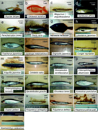 Figure 1.  Photographs of the fish used in studies of the decussation pattern of the optic chiasm. Bars, 1 cm or 10 cm.